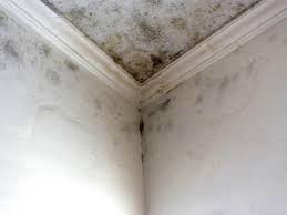 Best Mold Prevention Services in Jefferson, IA